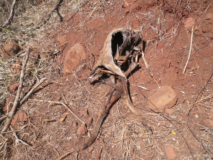 Dead Bushbuck in a snare